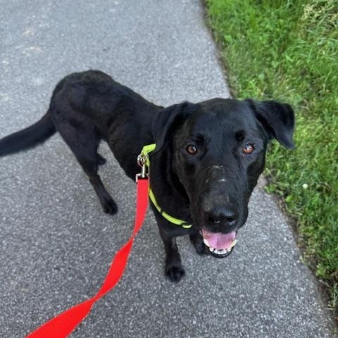 Enlarge Jasper, an adopted mixed breed in Okemos, MI image 2/2