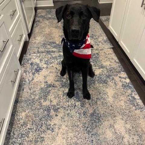Jasper, adopted, Adult Male Black Labrador Retriever.