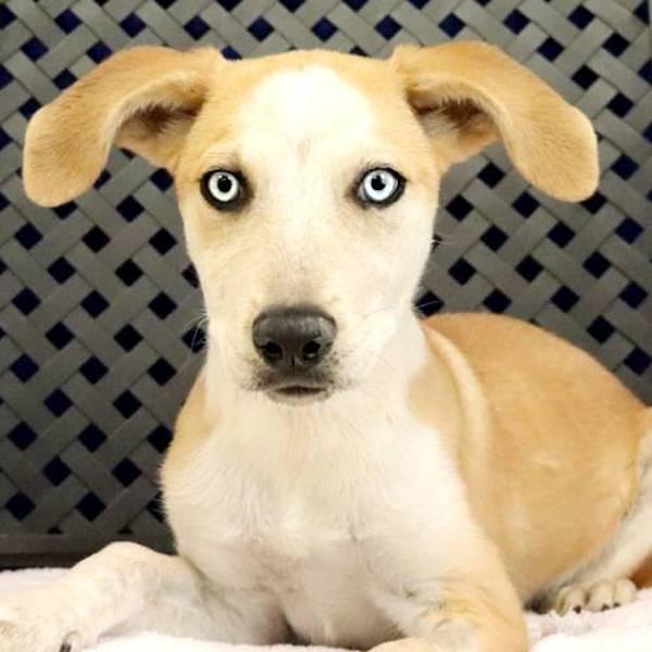 Clover, Adoptable, Young Female Australian Cattle Dog / Blue Heeler & Labrador Retriever.