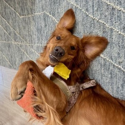 Enlarge Haven, a Adopted Golden Retriever in Agua Dulce, CA image 2/6
