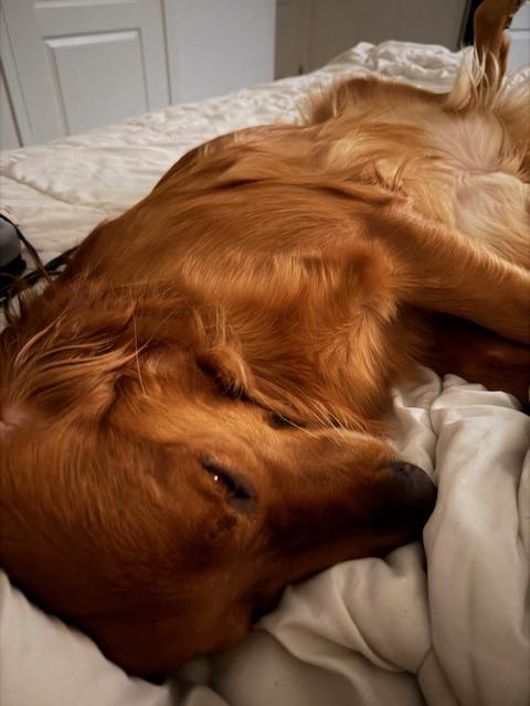 Enlarge Haven, a Adopted Golden Retriever in Agua Dulce, CA image 3/6
