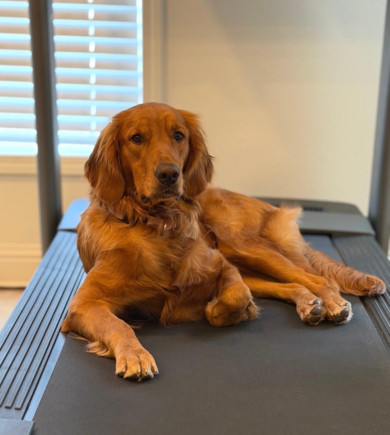 Haven, Adopted, Adult Female Golden Retriever.