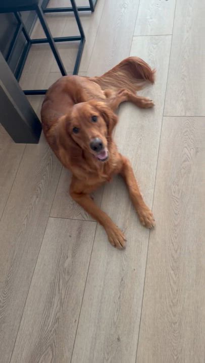 Enlarge Haven, a Adopted Golden Retriever in Agua Dulce, CA video 5/6