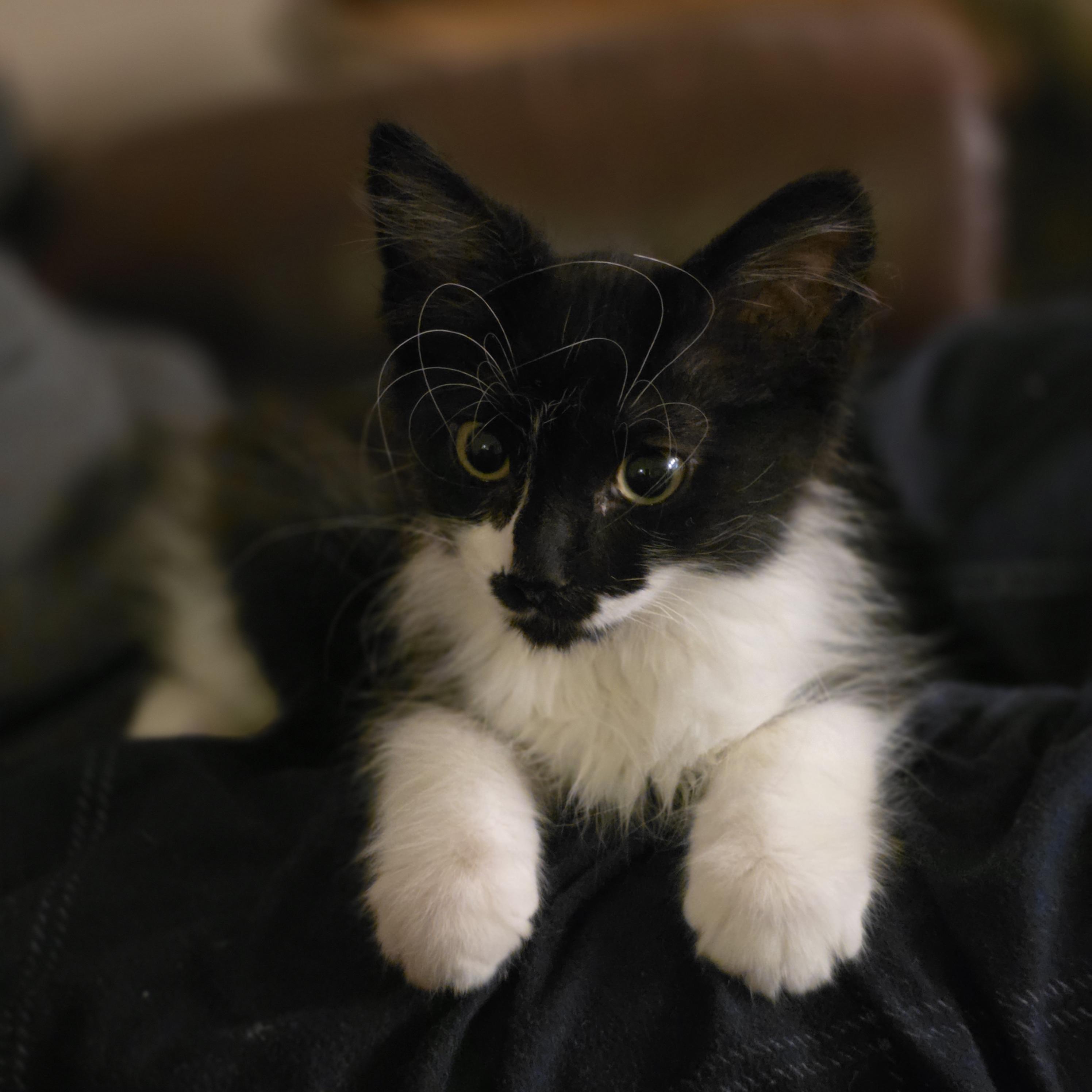 30112025U, Adopted, Young Female Domestic Short Hair.