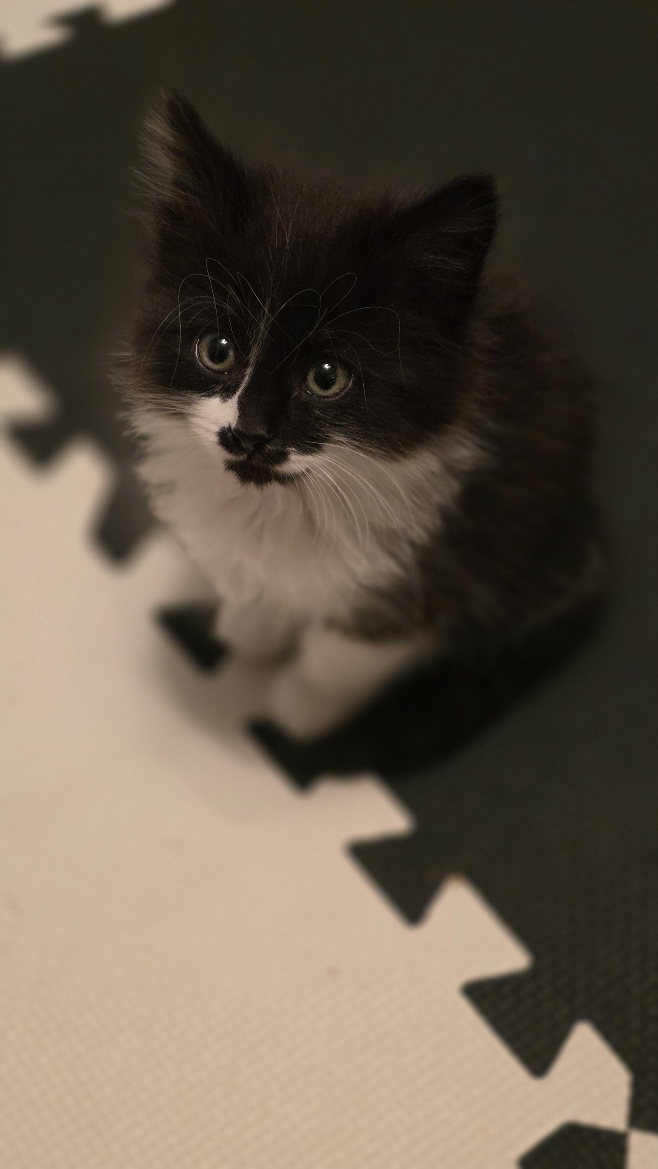 Enlarge 30112025U, a Adopted Domestic Short Hair in Kamloops, BC image 2/6