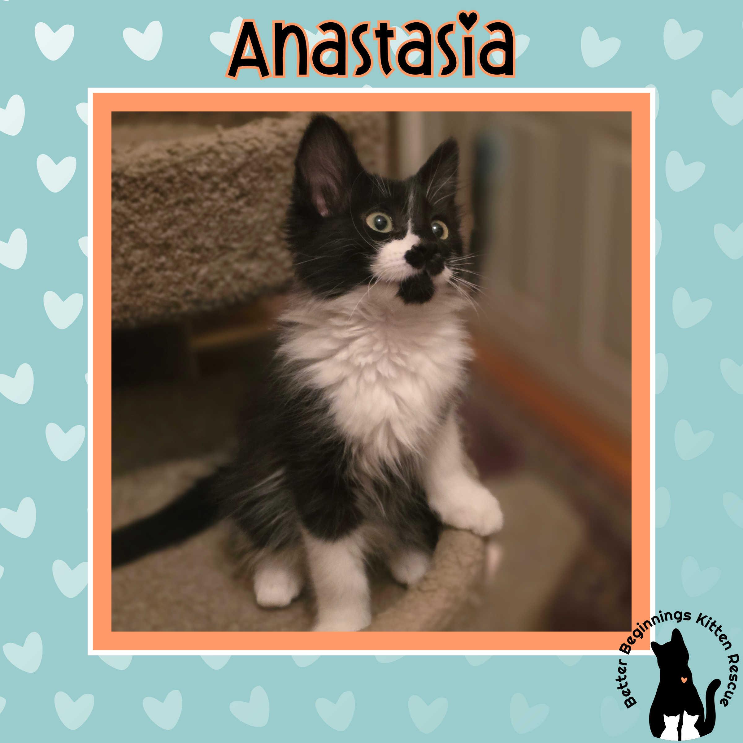 Enlarge 30112025U, a Adopted Domestic Short Hair in Kamloops, BC image 3/6