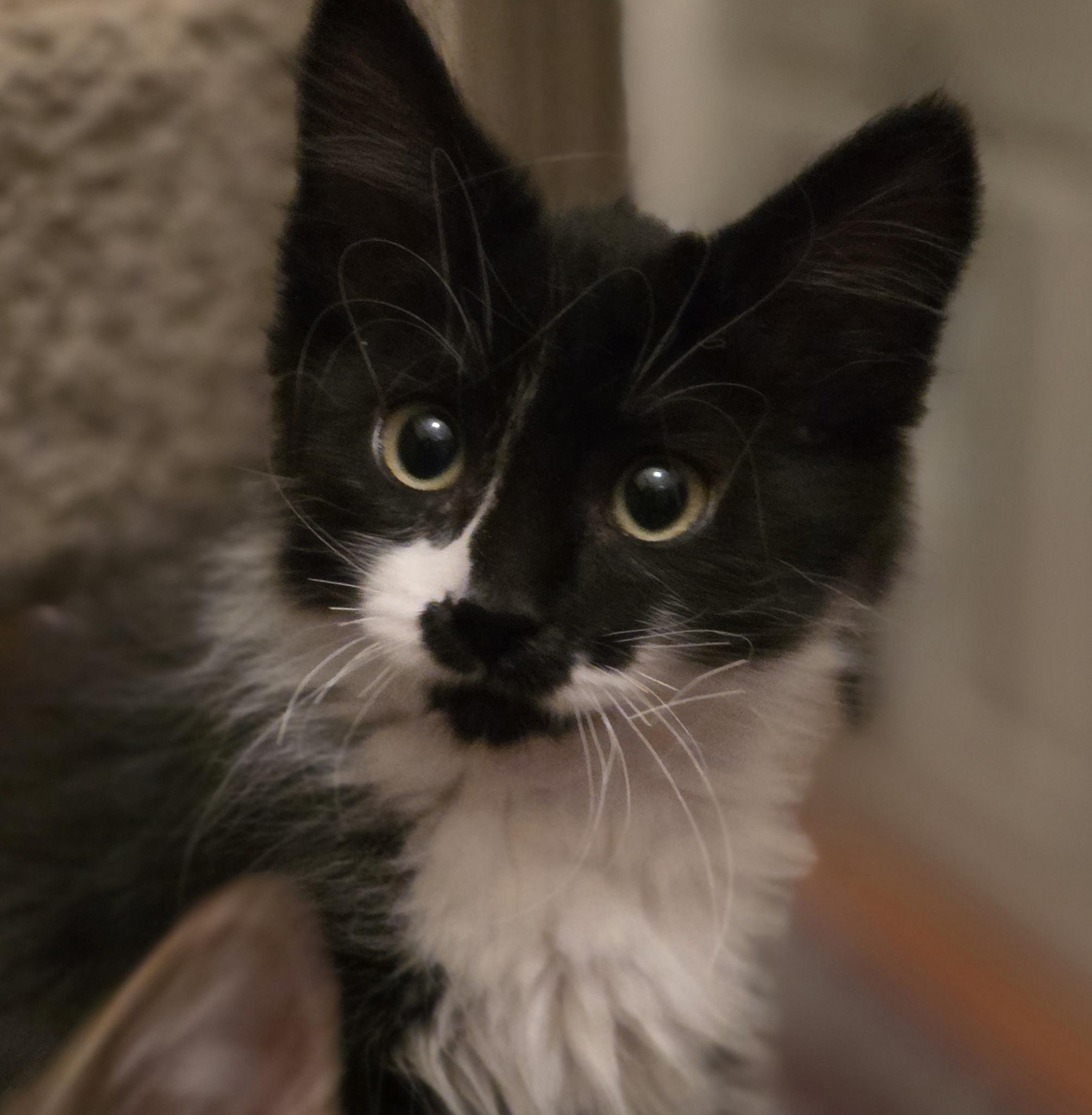 Enlarge 30112025U, a Adopted Domestic Short Hair in Kamloops, BC image 4/6