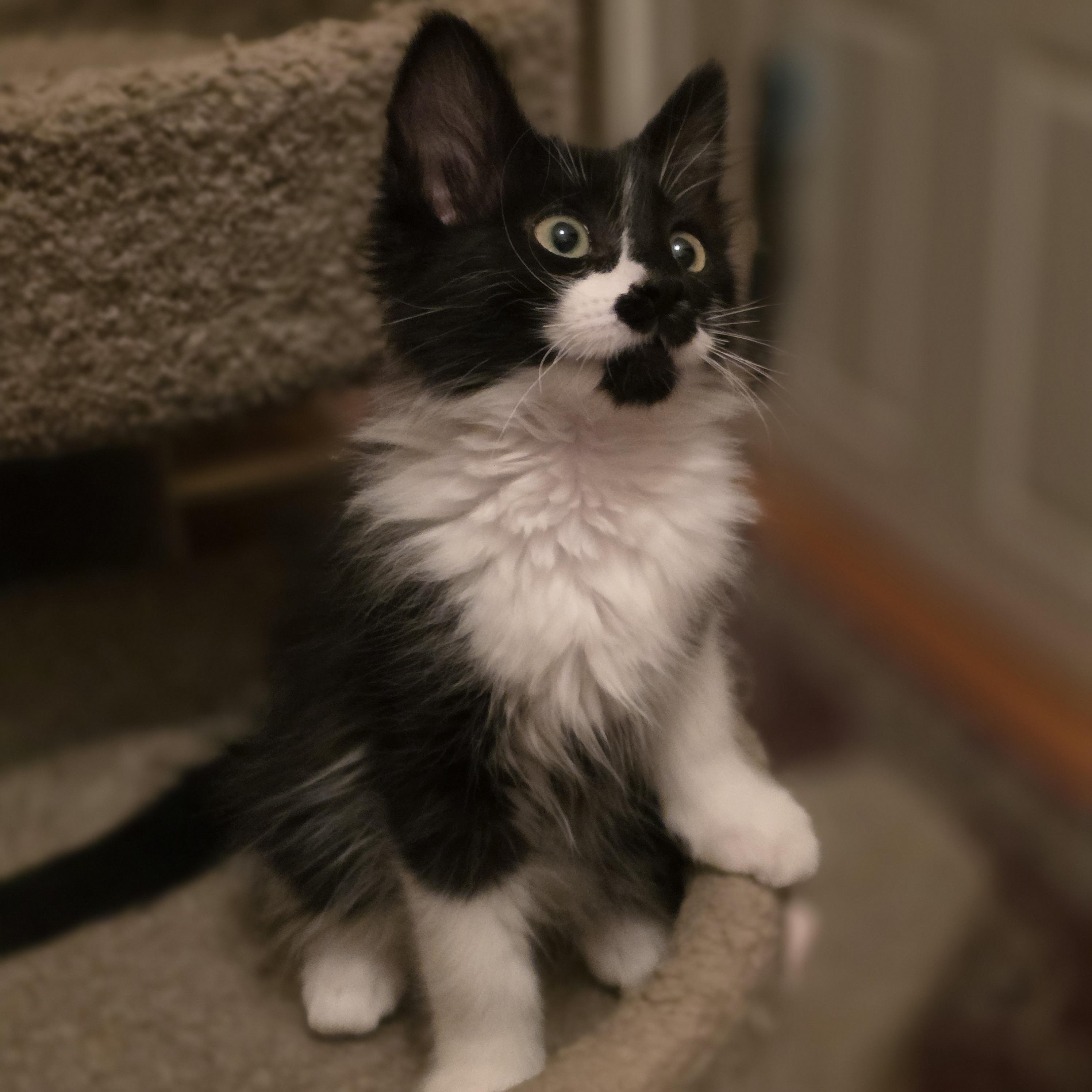 Enlarge 30112025U, a Adopted Domestic Short Hair in Kamloops, BC image 5/6