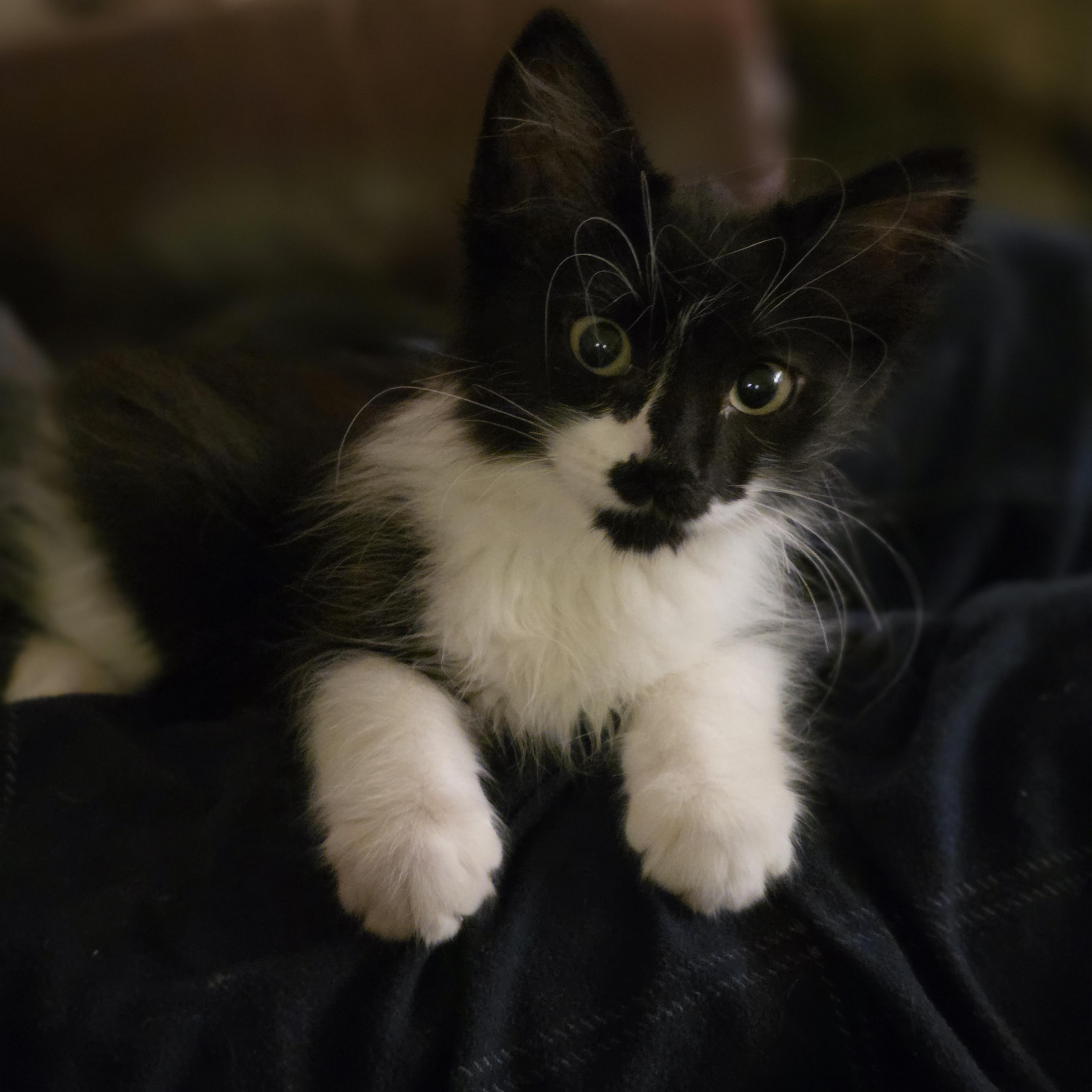 Enlarge 30112025U, a Adopted Domestic Short Hair in Kamloops, BC image 6/6