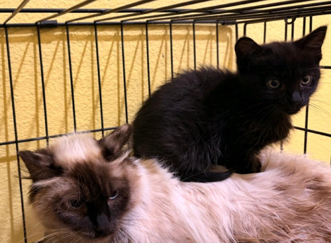 Enlarge Tadpole, a Adoptable Domestic Medium Hair in Reno, NV image 2/3