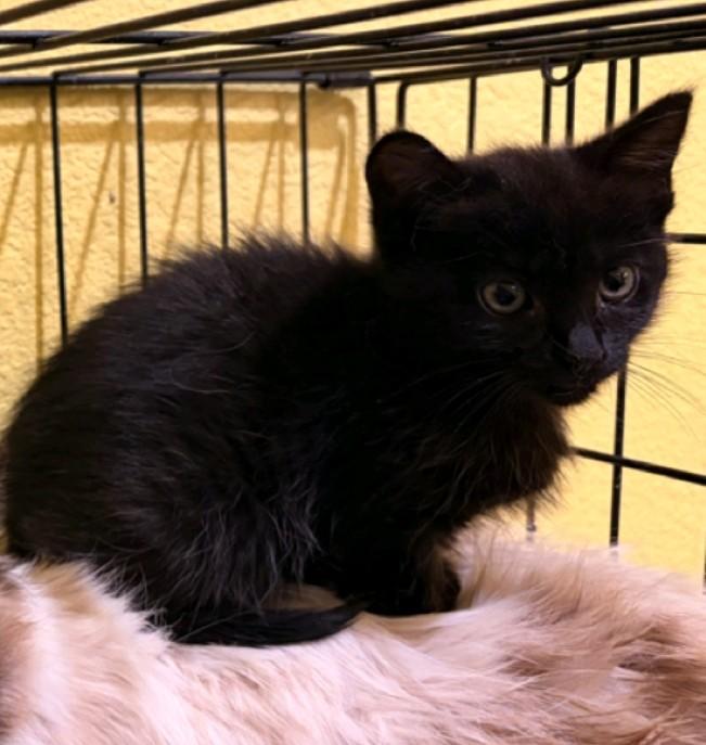 Tadpole, Adoptable, Kitten Female Domestic Medium Hair.