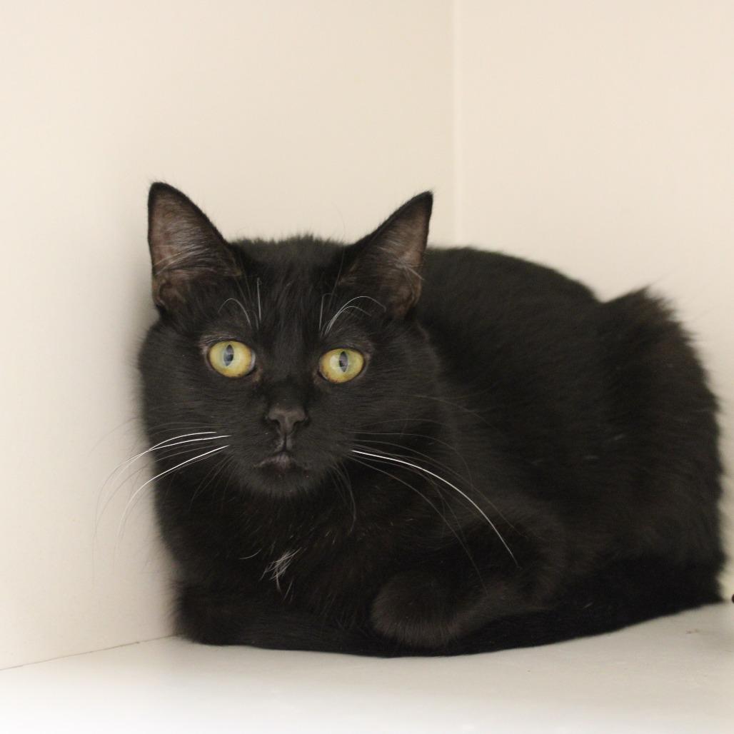 Enlarge Sunflower, a Adoptable Domestic Short Hair in Champaign, IL image 1/4