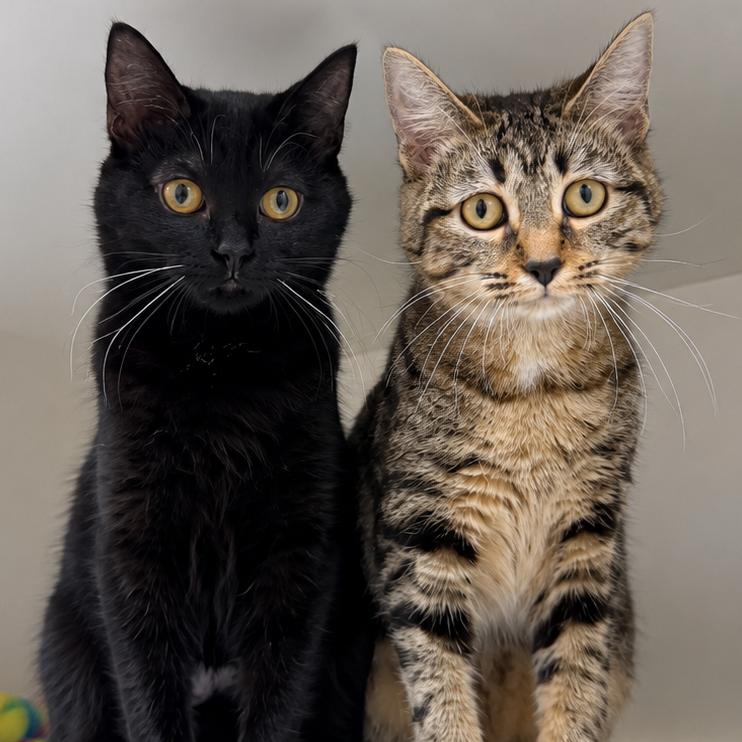 Enlarge Sunflower, a Adoptable Domestic Short Hair in Champaign, IL image 2/4