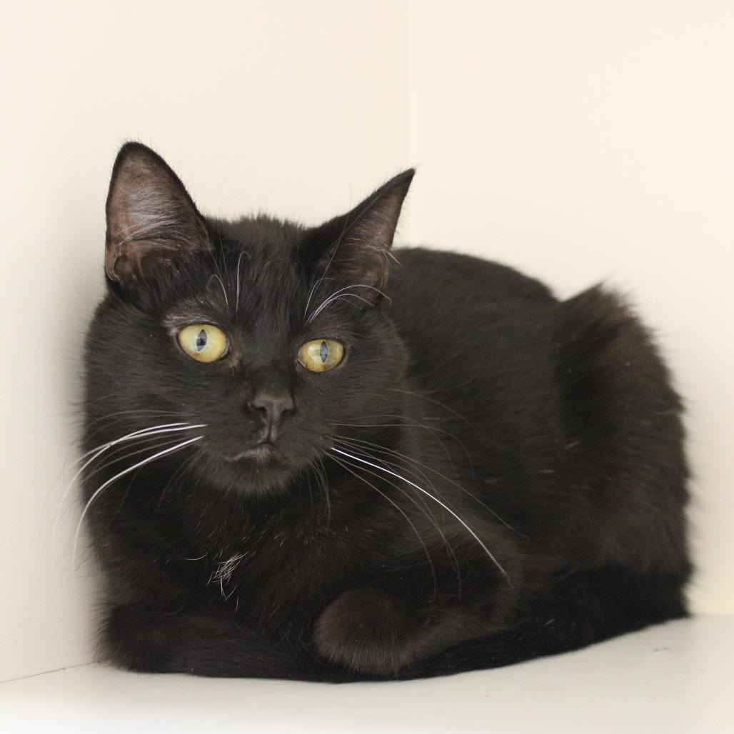 Enlarge Sunflower, a Adoptable Domestic Short Hair in Champaign, IL image 3/4