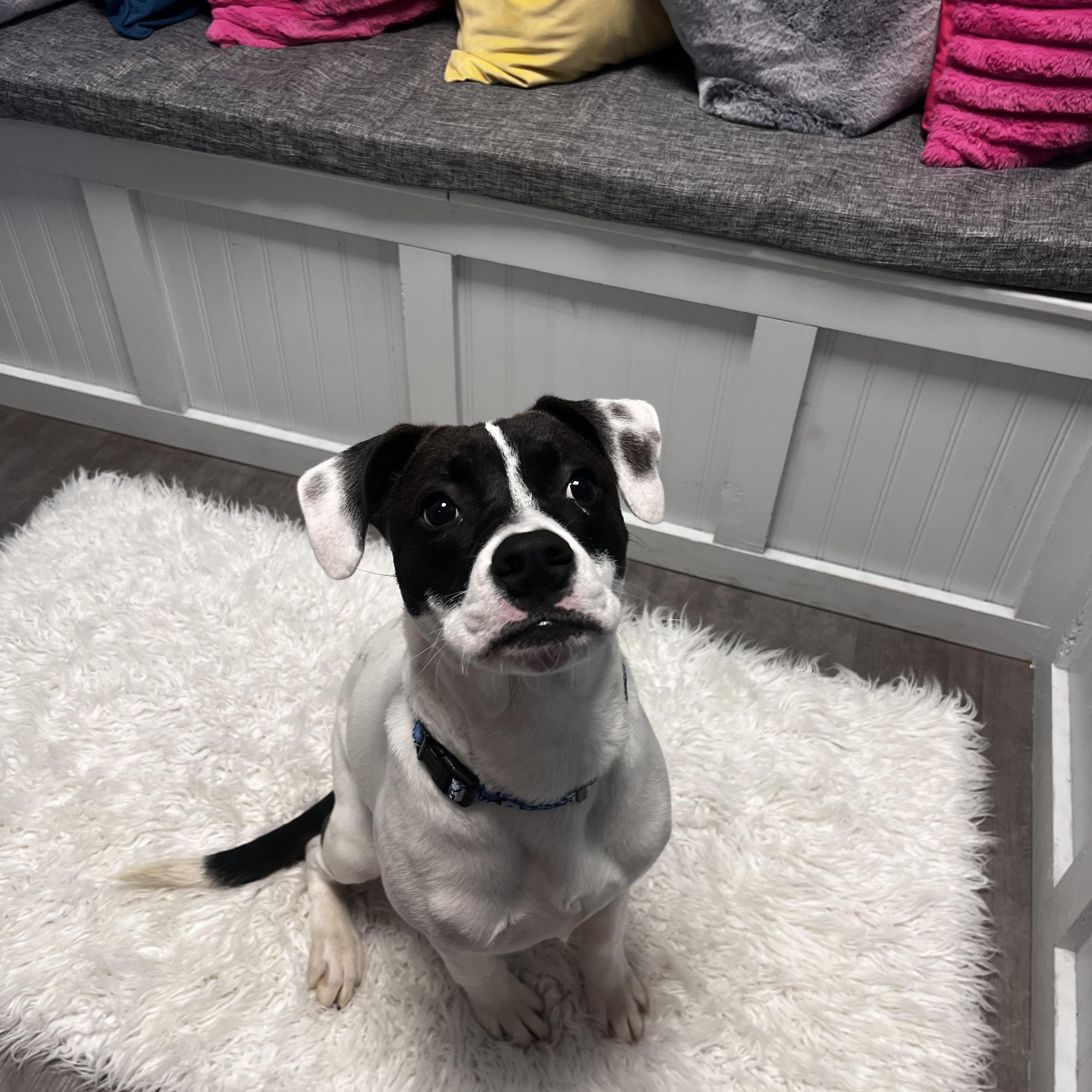 Enlarge Princess, a Adoptable mixed breed in Cumberland, RI image 3/6