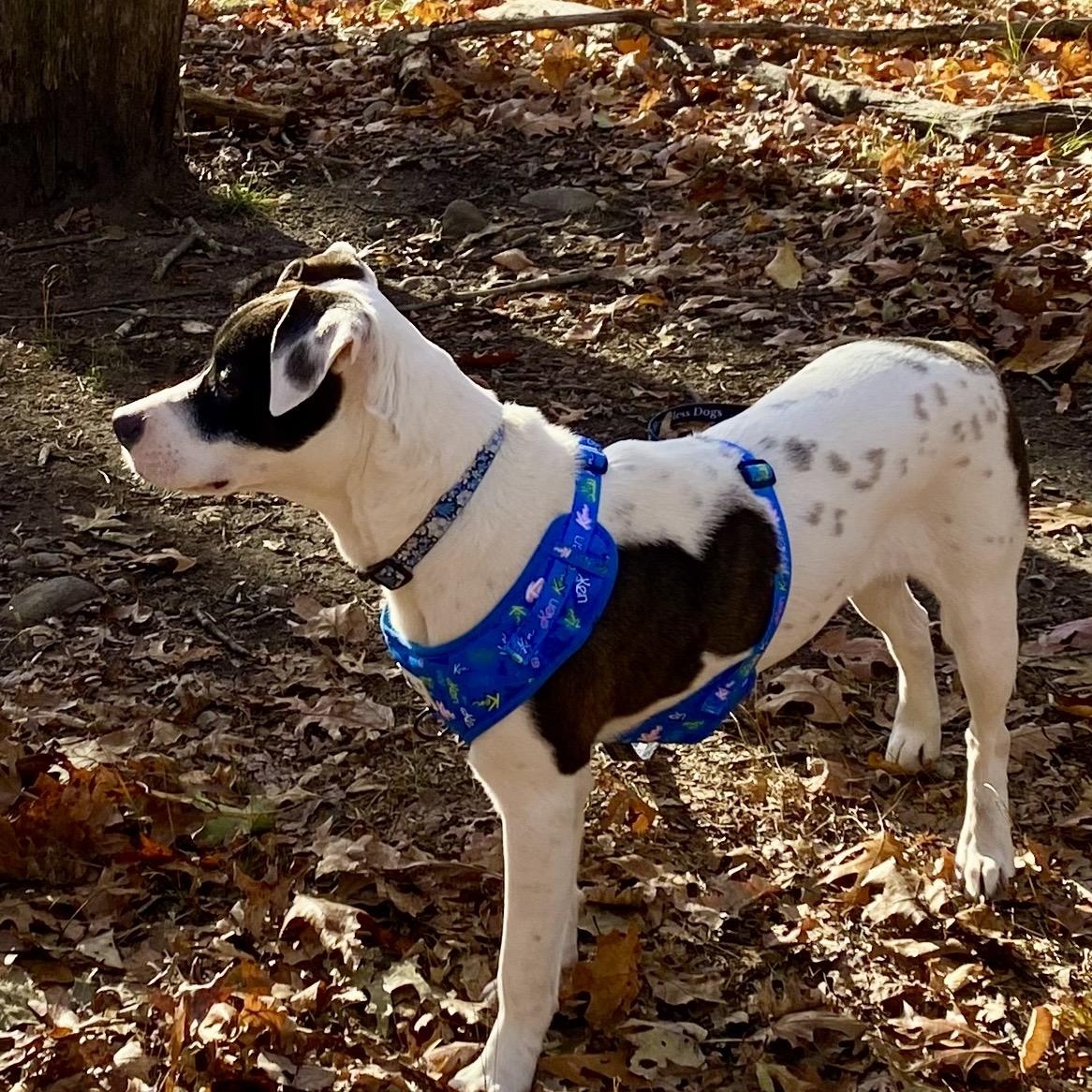 Enlarge Princess, a Adoptable mixed breed in Cumberland, RI image 5/6