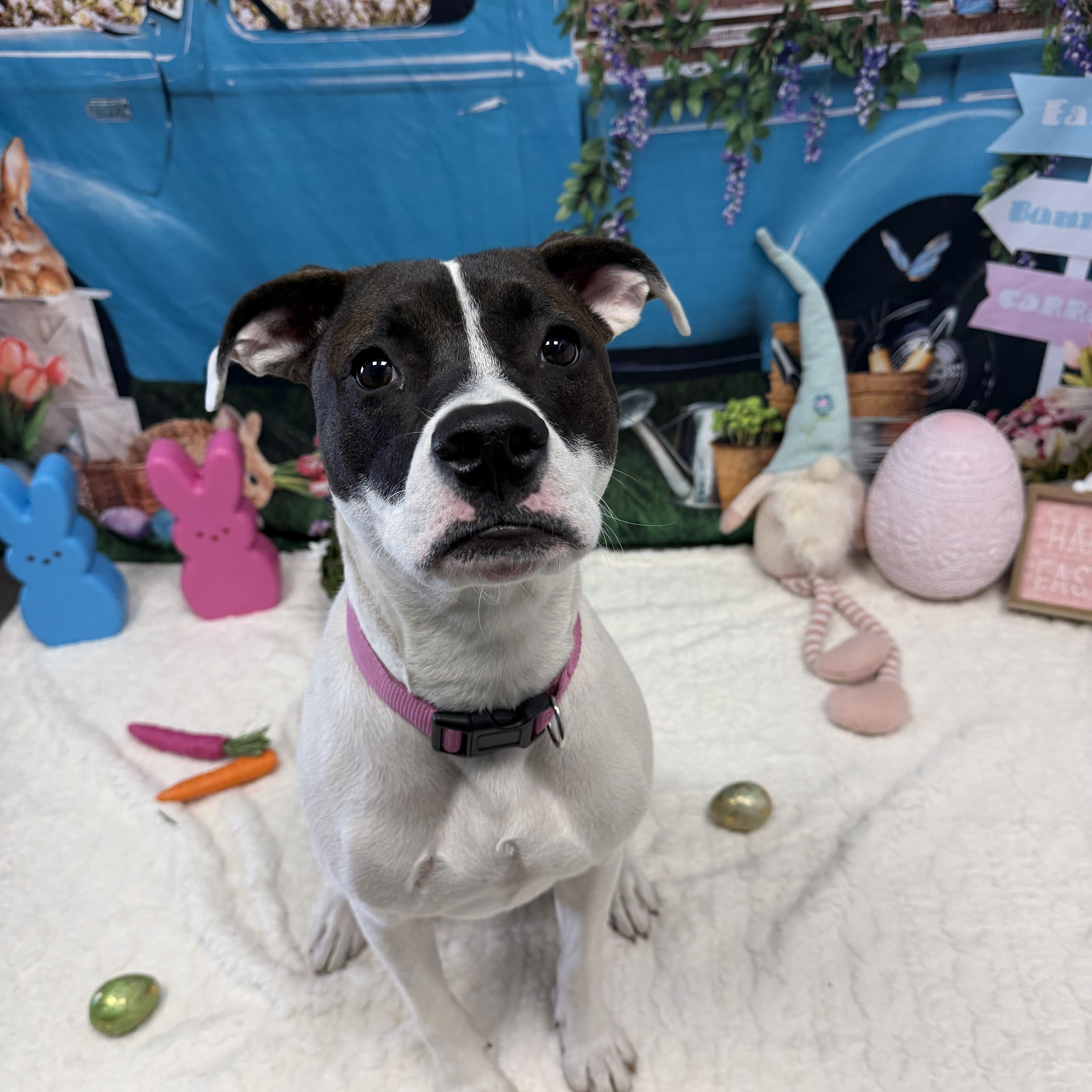 Enlarge Bunny, a Adoptable mixed breed in Cumberland, RI image 3/6