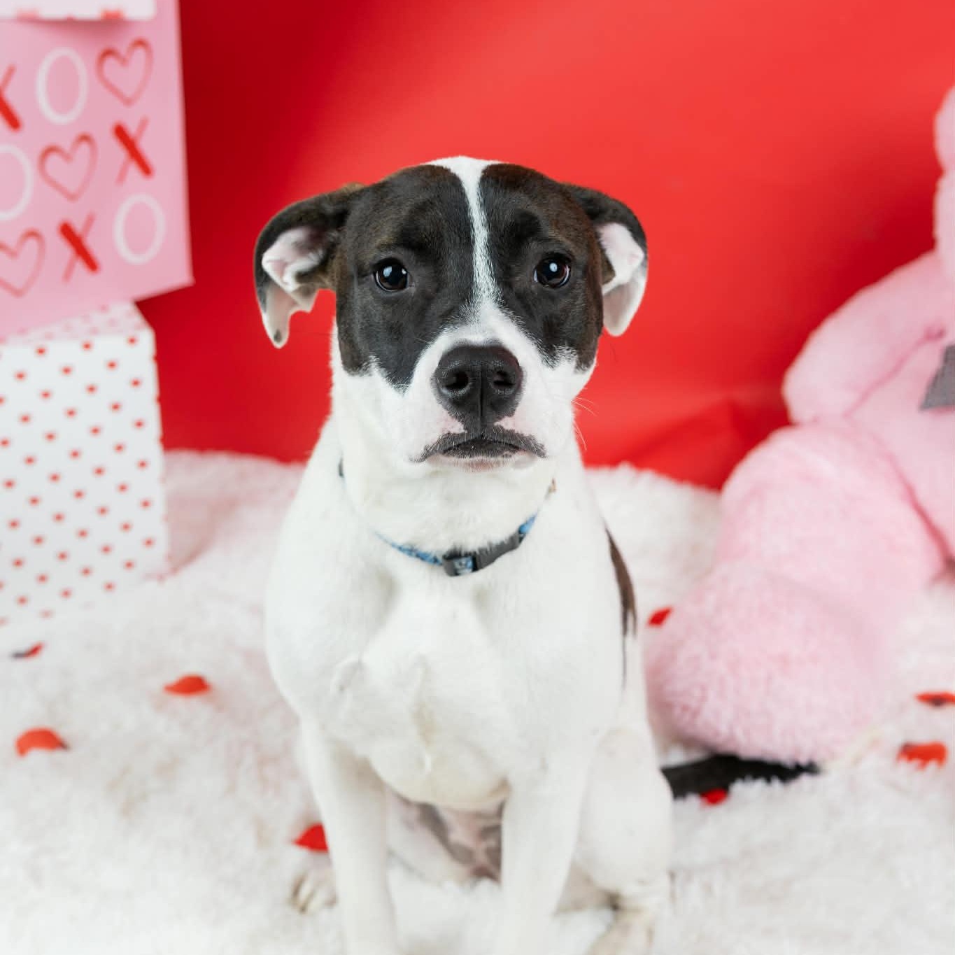 Enlarge Princess, a Adoptable mixed breed in Cumberland, RI image 3/6