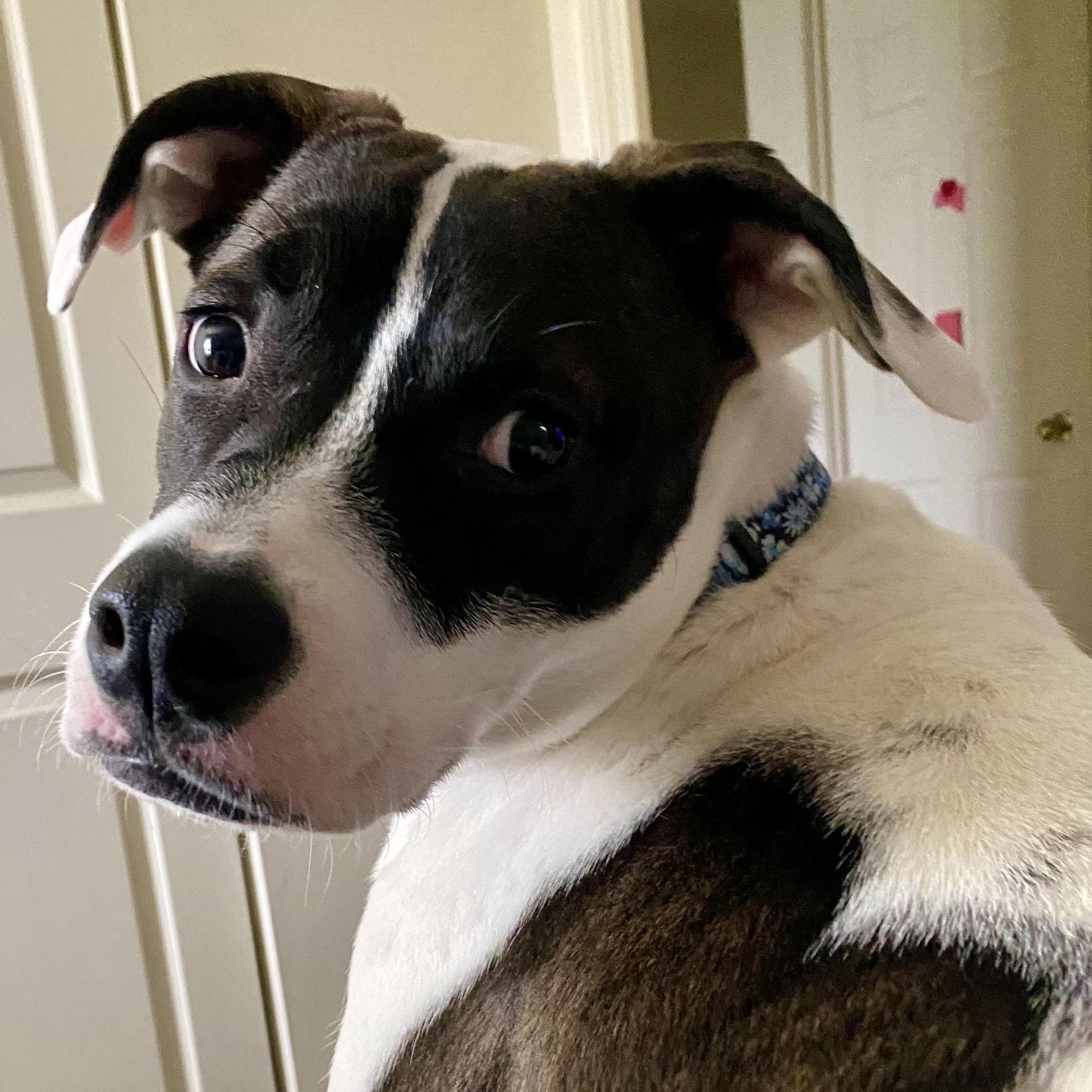 Enlarge Princess, a Adoptable mixed breed in Cumberland, RI image 4/6