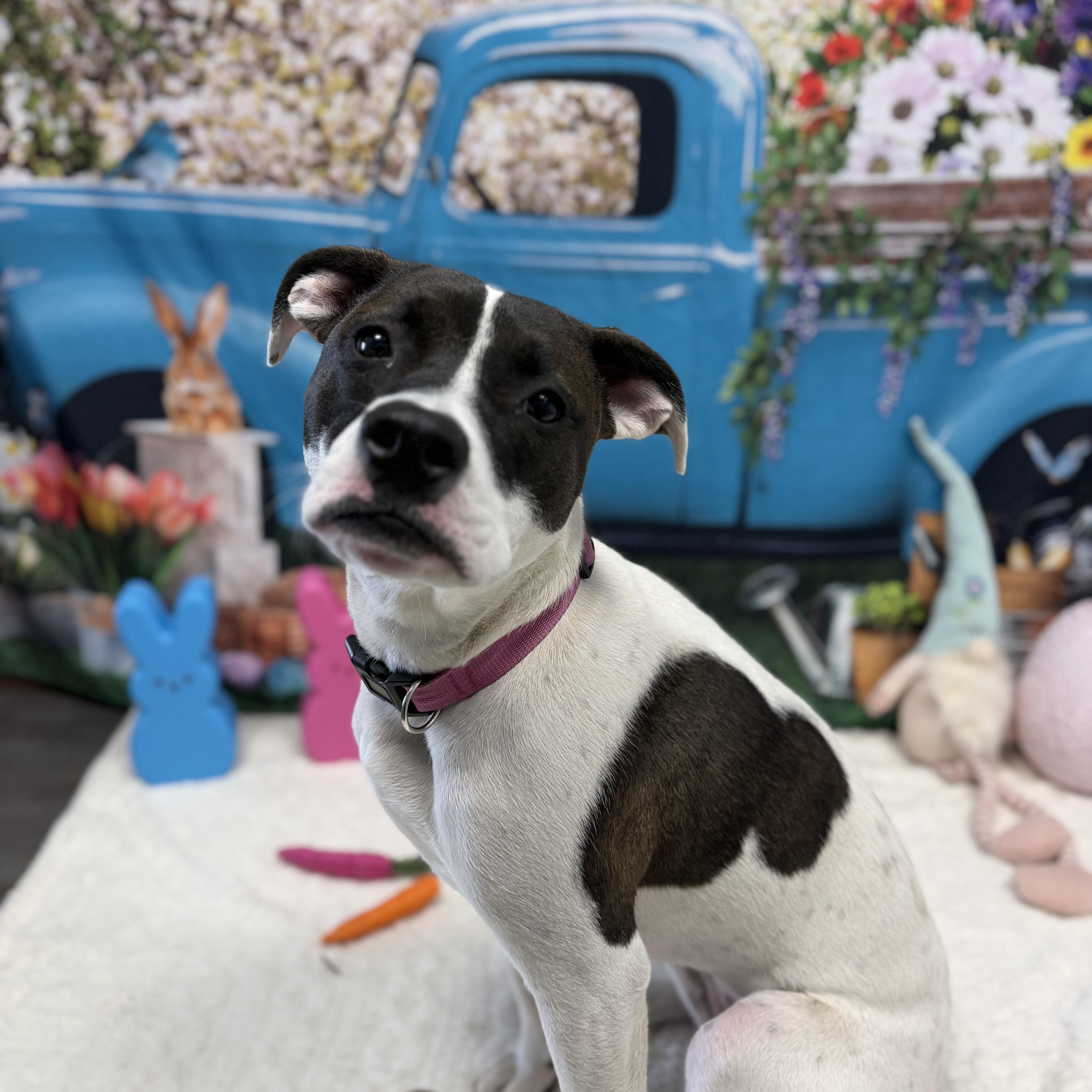 Enlarge Bunny, a Adoptable mixed breed in Cumberland, RI image 2/6