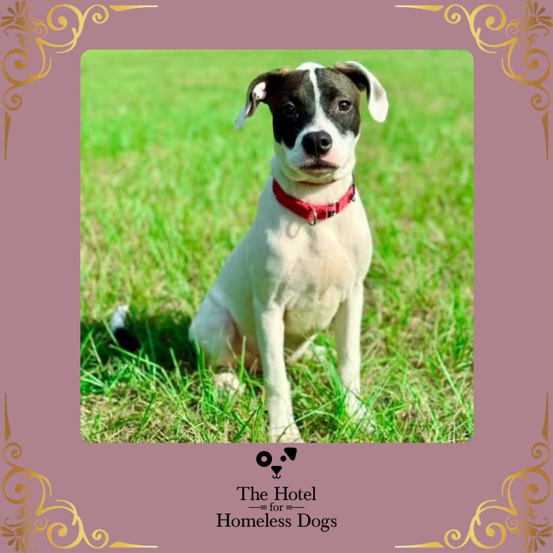 Enlarge Princess, a Adoptable mixed breed in Cumberland, RI image 1/6