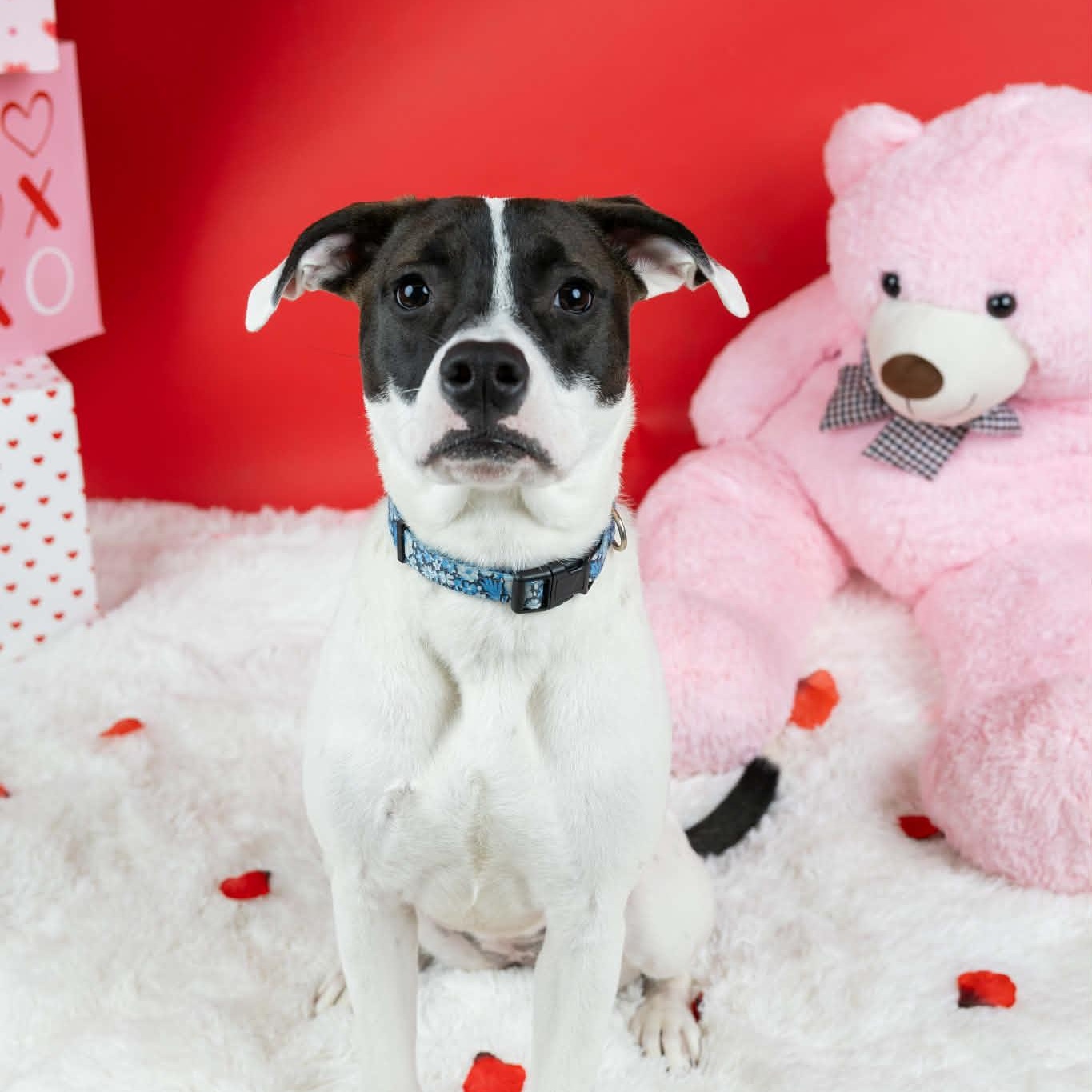 Enlarge Princess, a Adoptable mixed breed in Cumberland, RI image 2/6