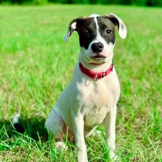 Enlarge Princess, a Adoptable mixed breed in Cumberland, RI image 2/6