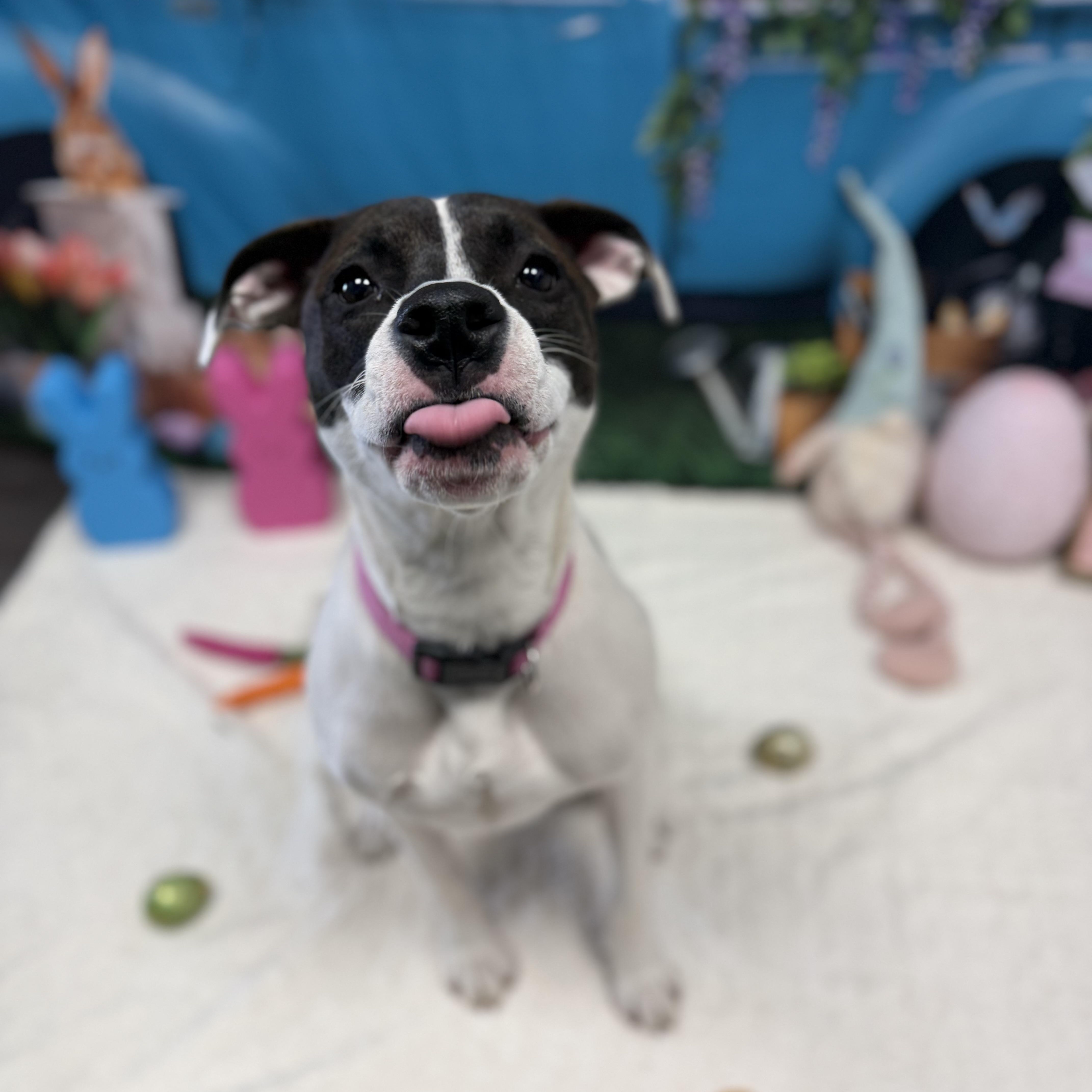 Enlarge Bunny, a Adoptable mixed breed in Cumberland, RI image 5/6