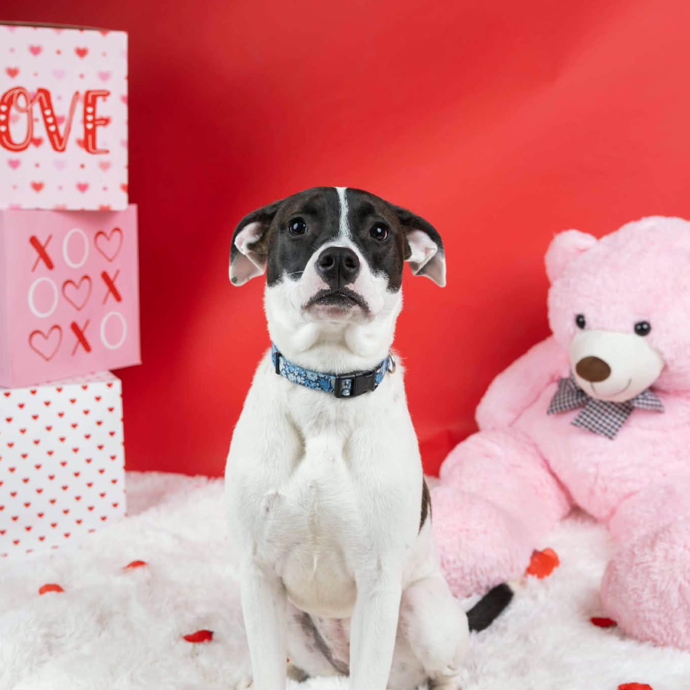 Enlarge Princess, a Adoptable mixed breed in Cumberland, RI image 5/6