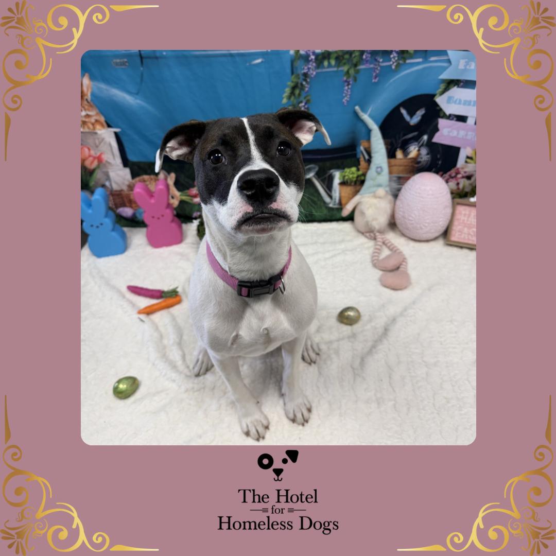 Enlarge Bunny, a Adoptable mixed breed in Cumberland, RI image 1/6