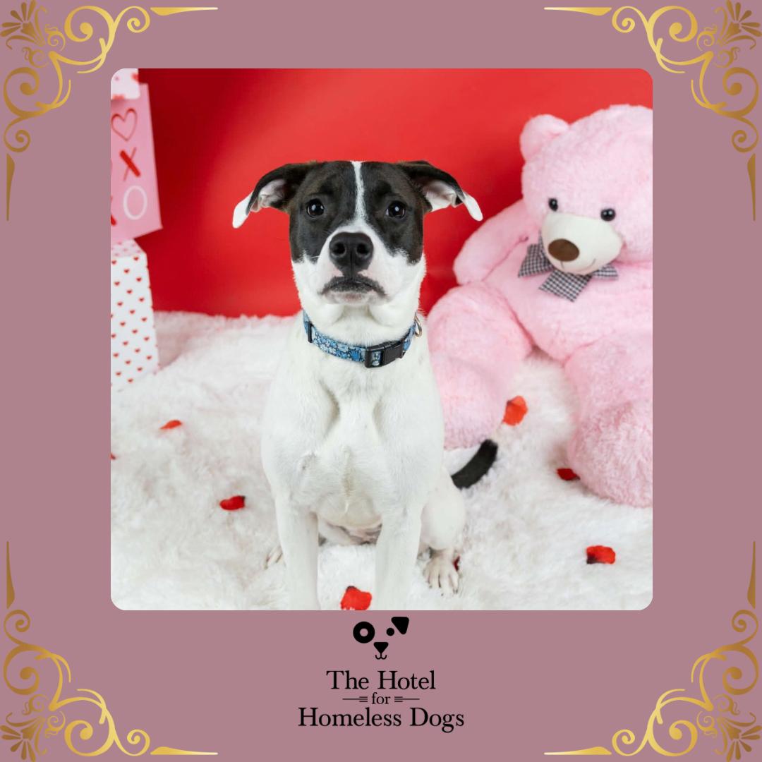 Princess, Adoptable, Young Female American Staffordshire Terrier & Terrier.