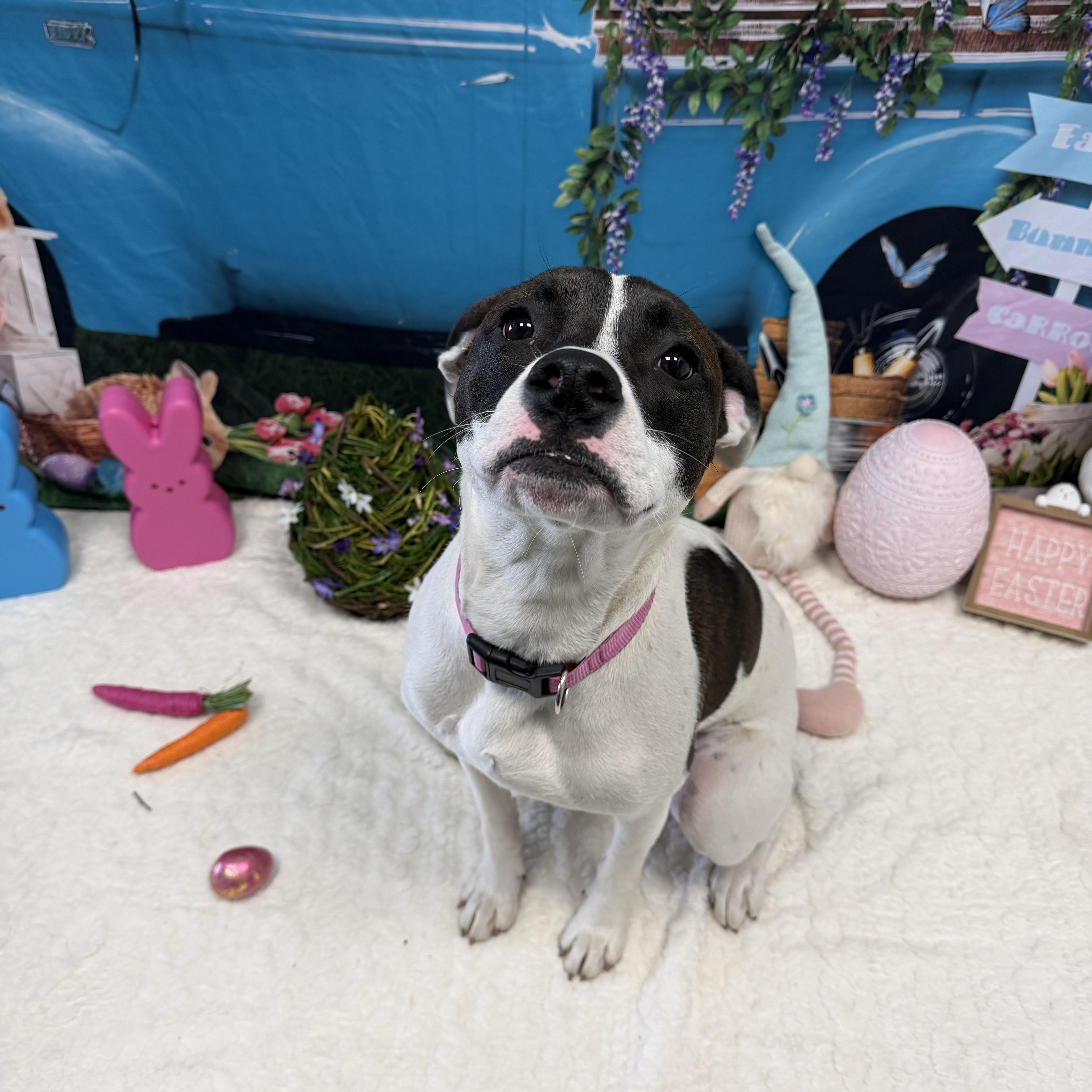 Enlarge Bunny, a Adoptable mixed breed in Cumberland, RI image 4/6