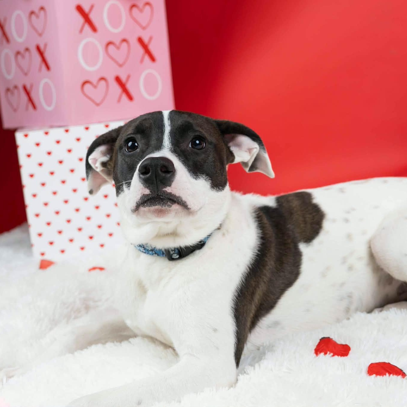 Enlarge Princess, a Adoptable mixed breed in Cumberland, RI image 4/6