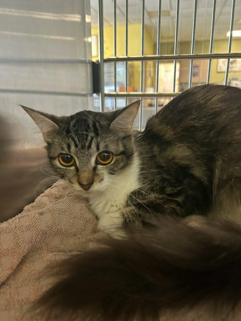Betty, Adoptable, Adult Female Domestic Short Hair.