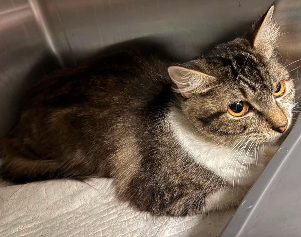 Enlarge Betty, a Adoptable Domestic Short Hair in Rockwall, TX image 2/3