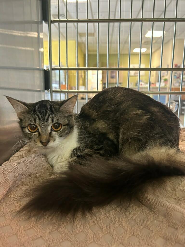 Enlarge Betty, a Adoptable Domestic Short Hair in Rockwall, TX image 3/3
