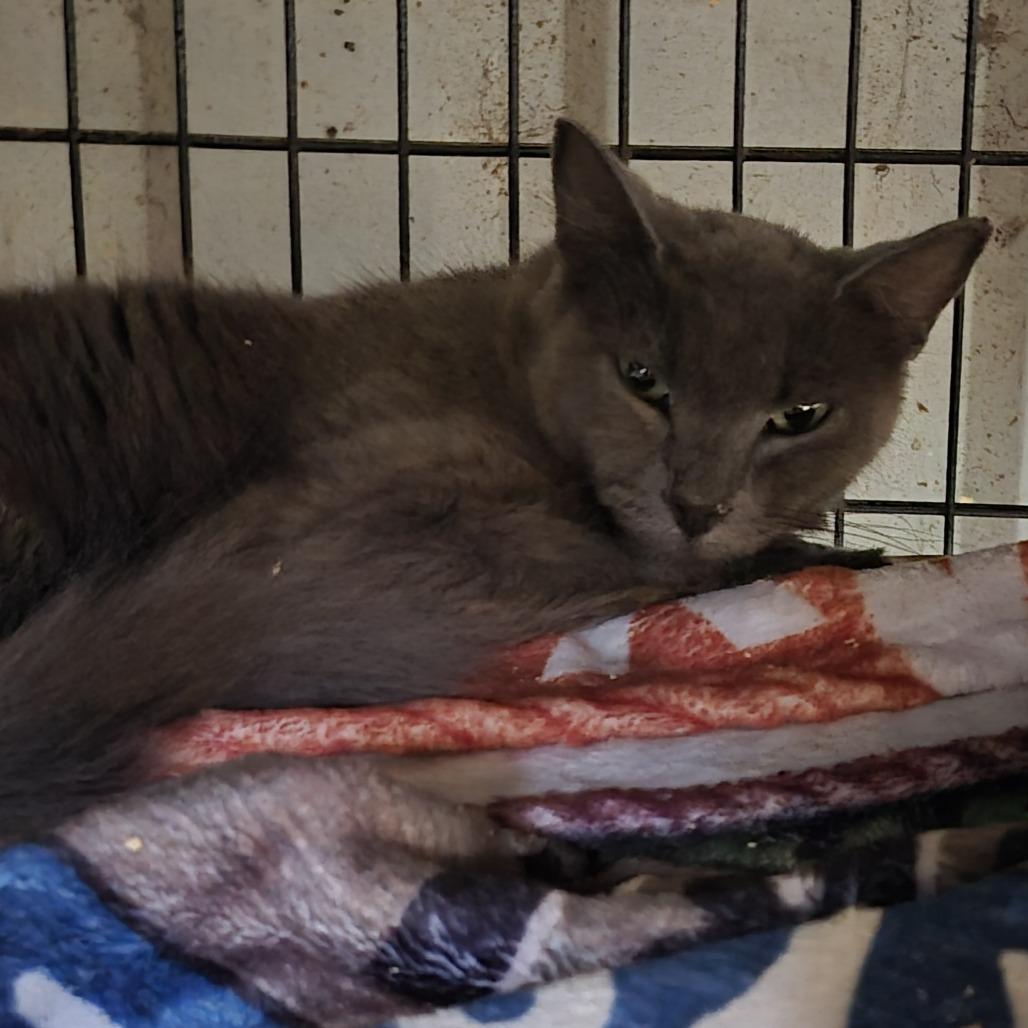 Enlarge Marie, a Adopted Domestic Medium Hair in Durant, OK image 1/1