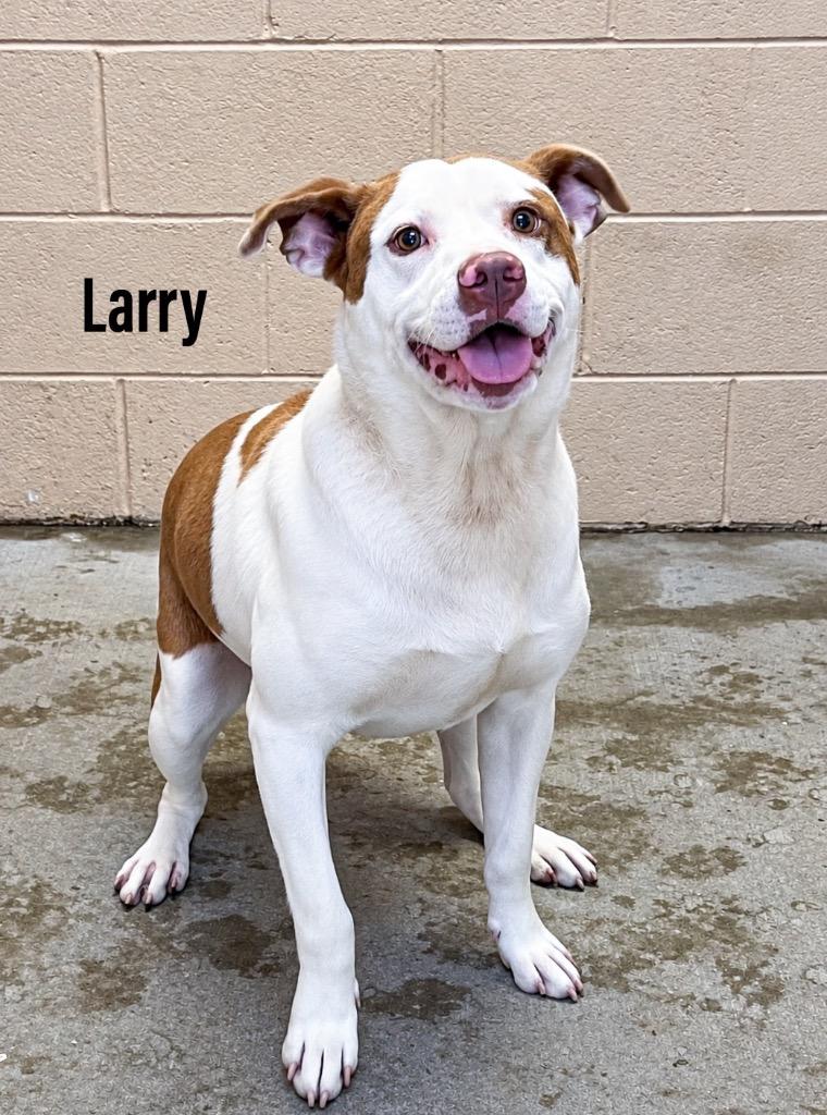 Larry, Adoptable, Young Male Labrador Retriever & American Bulldog.