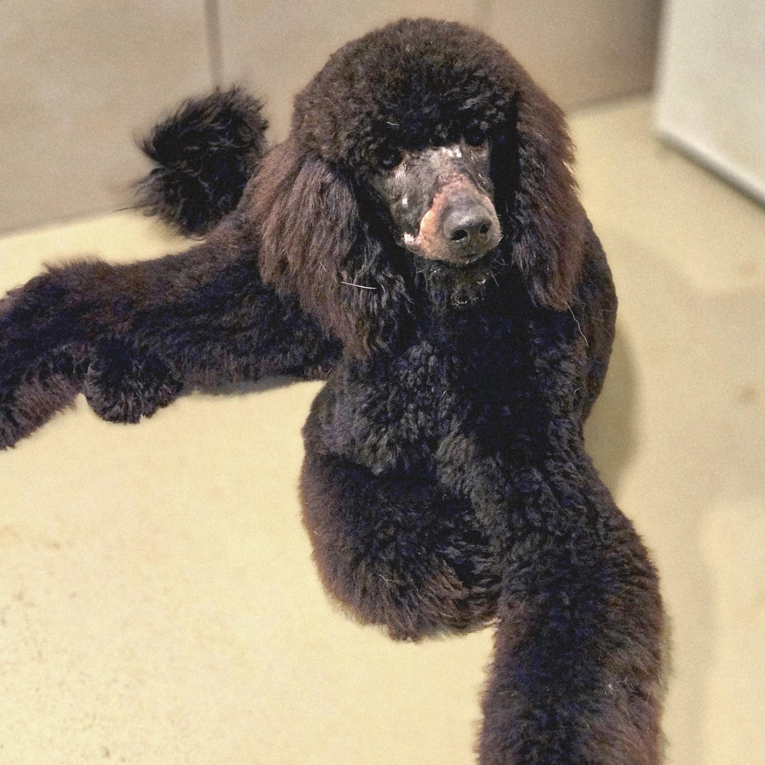 Enlarge Walter (ADOPTED!), a Adoptable Standard Poodle in Chicago, IL image 5/6