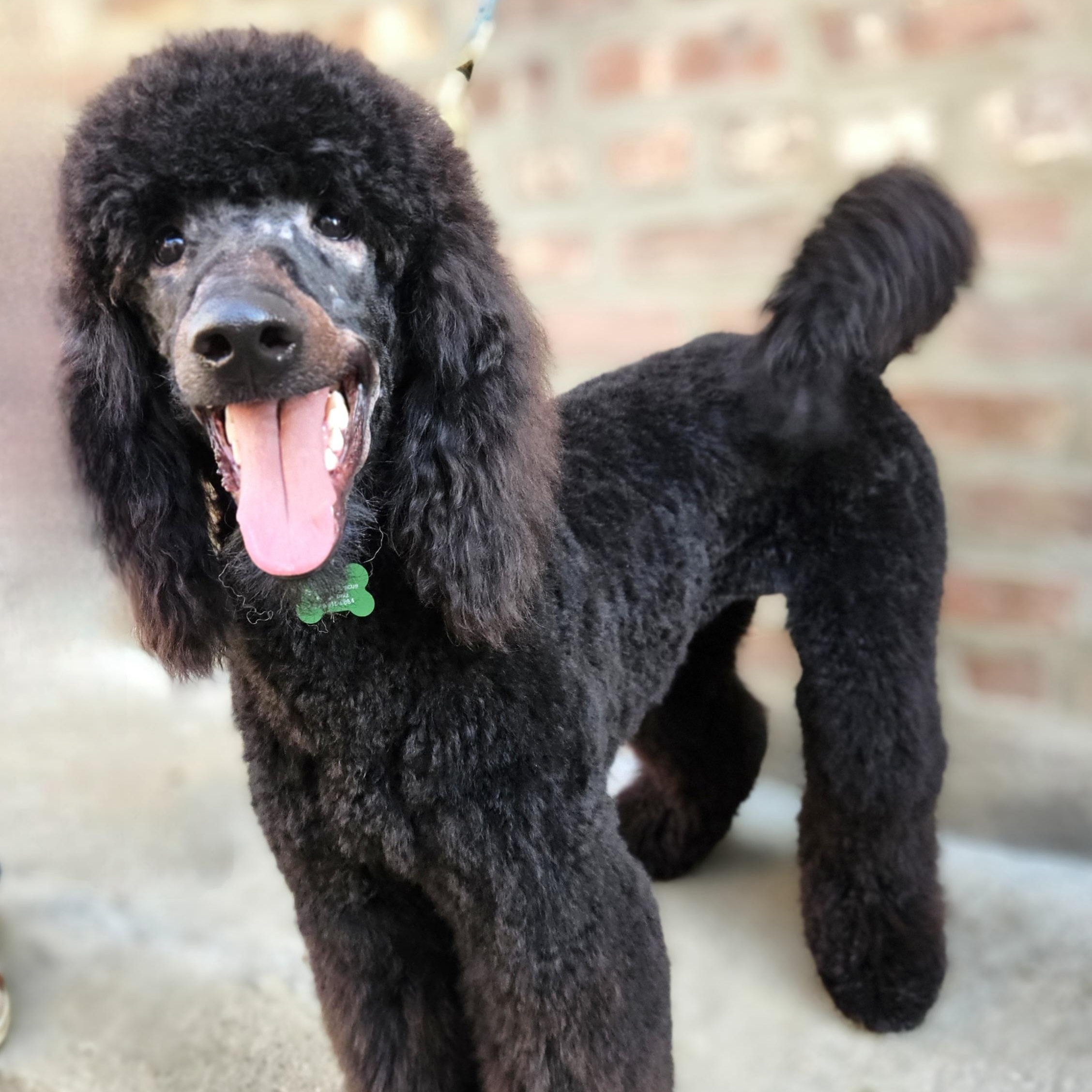 Walter (ADOPTED!), Adoptable, Puppy Male Standard Poodle.