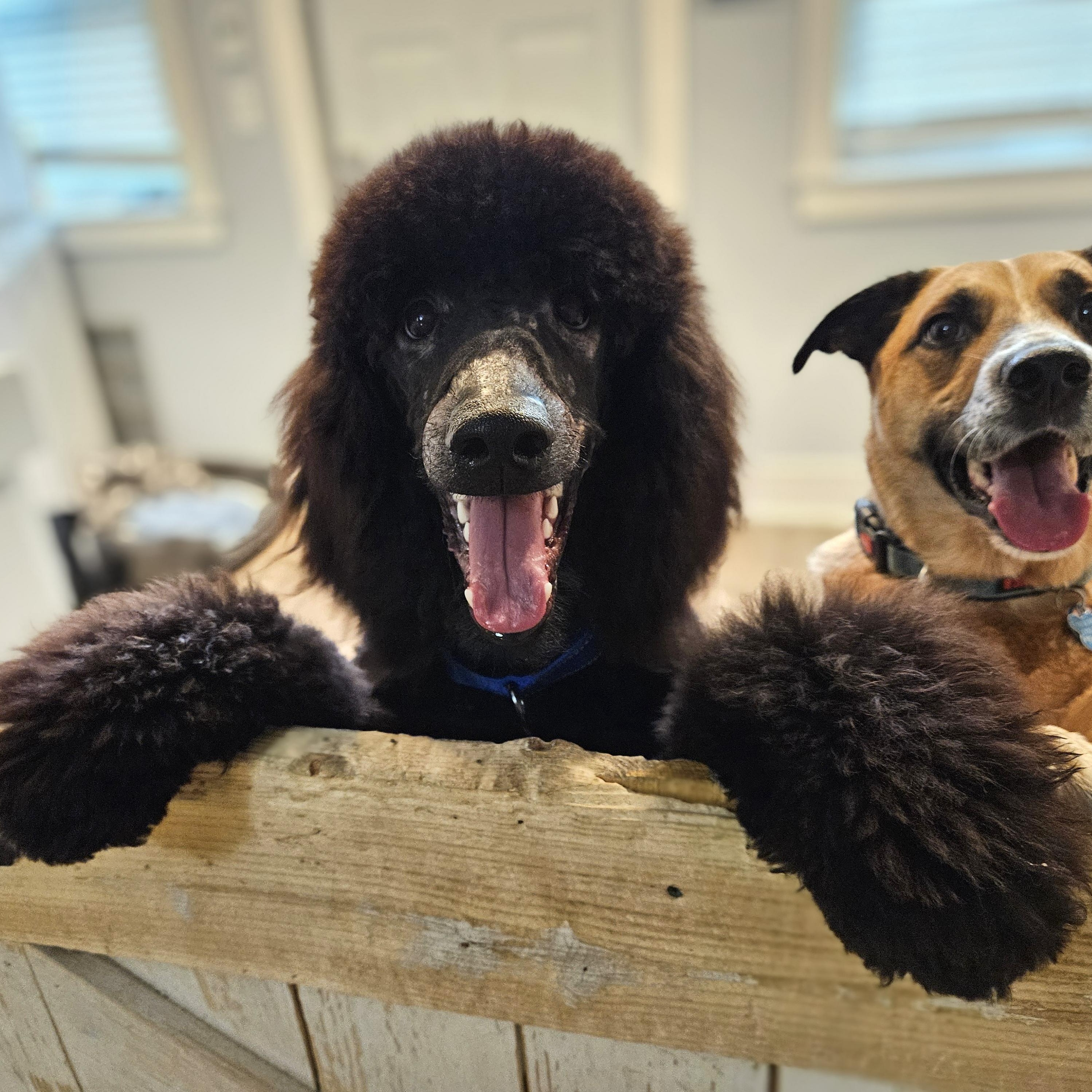 Enlarge Walter (ADOPTED!), a Adoptable Standard Poodle in Chicago, IL image 4/6