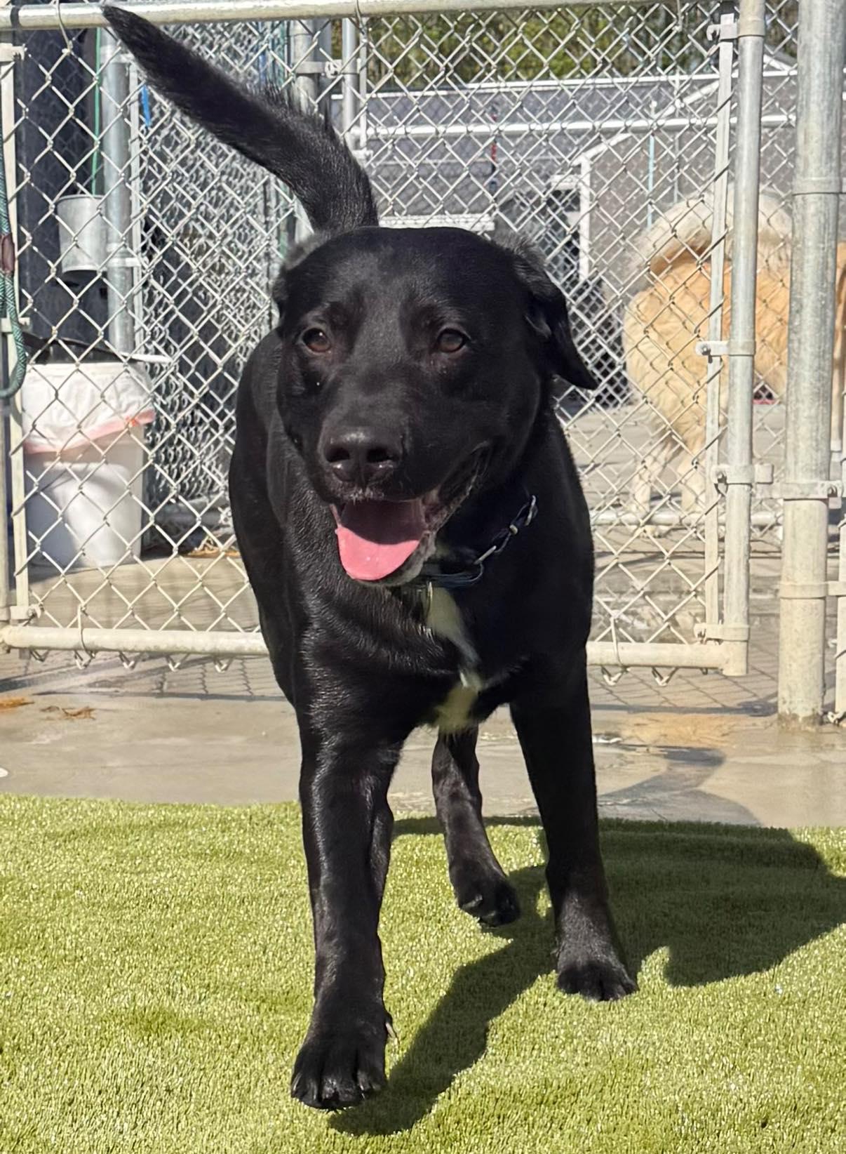 Anakin, an adopted Black Labrador Retriever in Warren, OH image 3/3