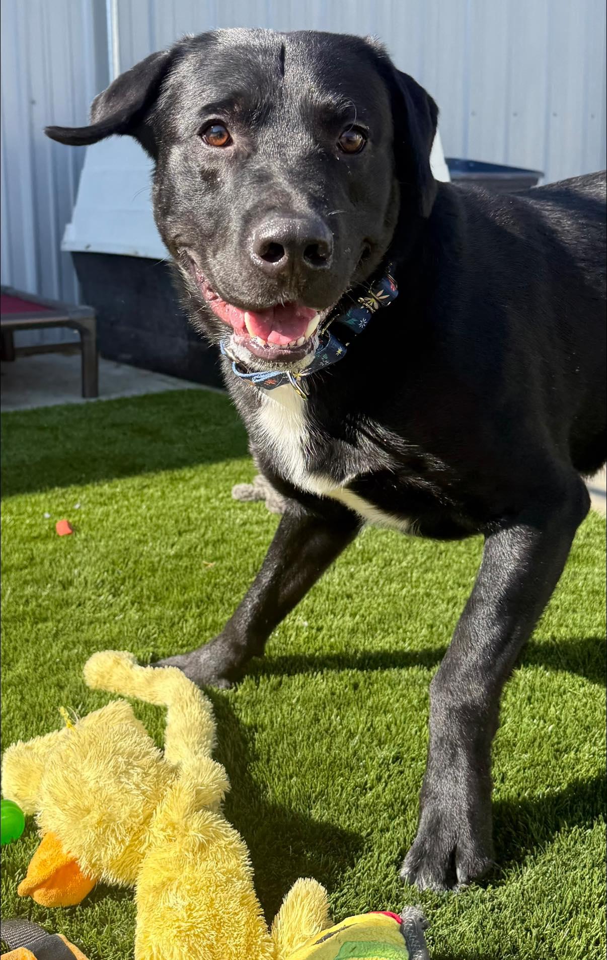 Anakin, an adopted Black Labrador Retriever in Warren, OH image 2/3