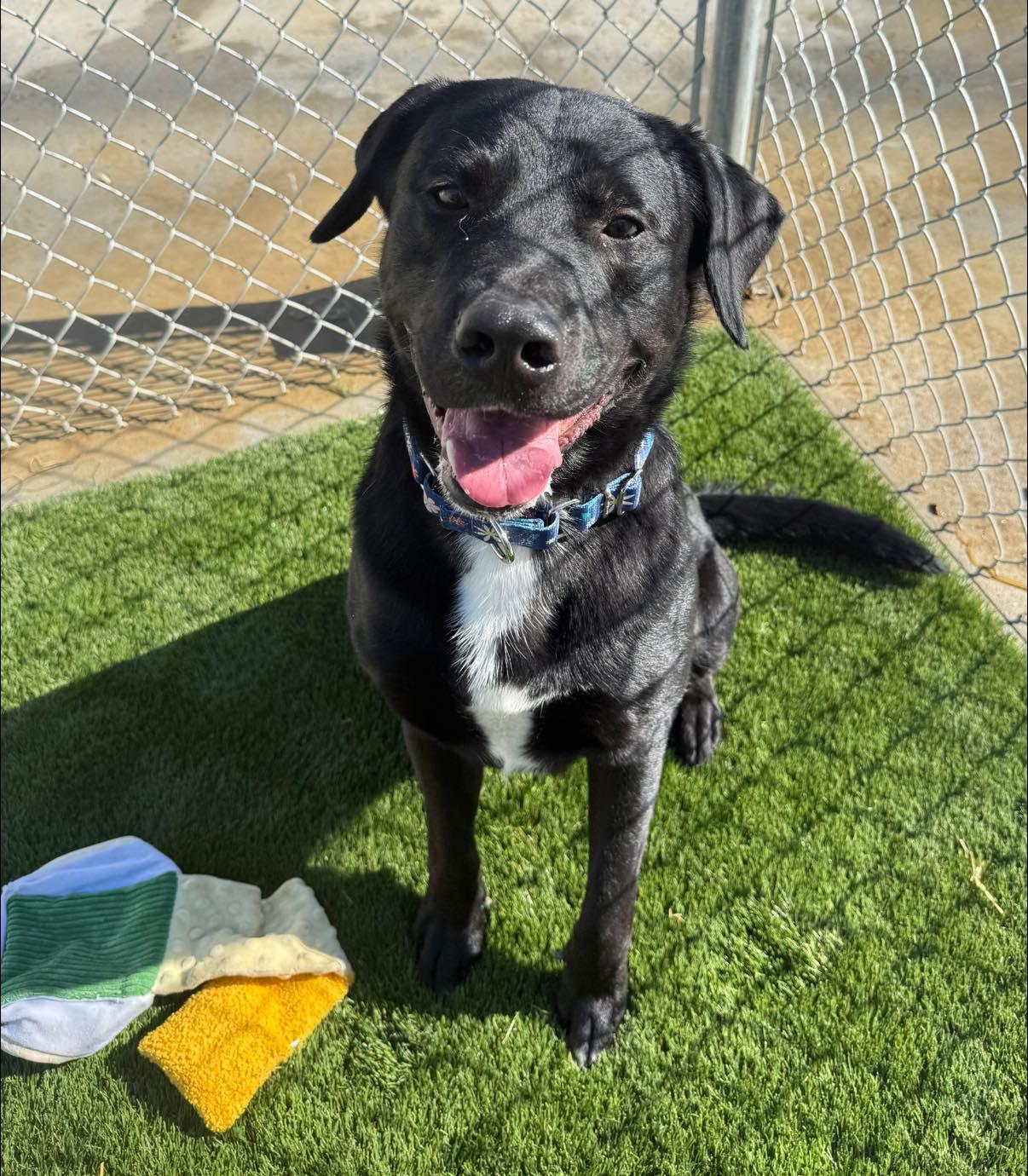 Anakin, an adopted Black Labrador Retriever in Warren, OH image 1/3