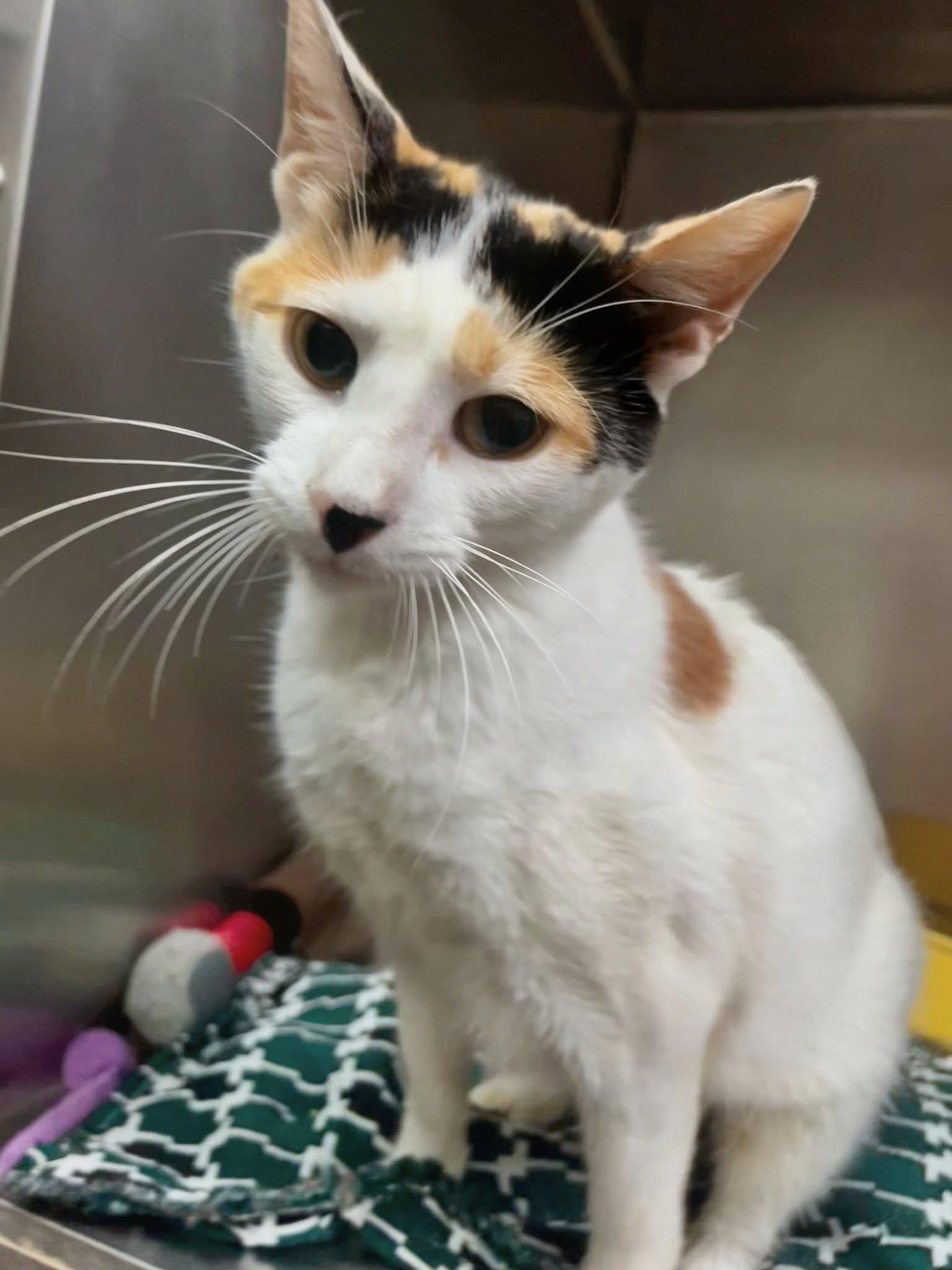 Enlarge Faya, a Adoptable Calico in Leavenworth, KS image 1/2