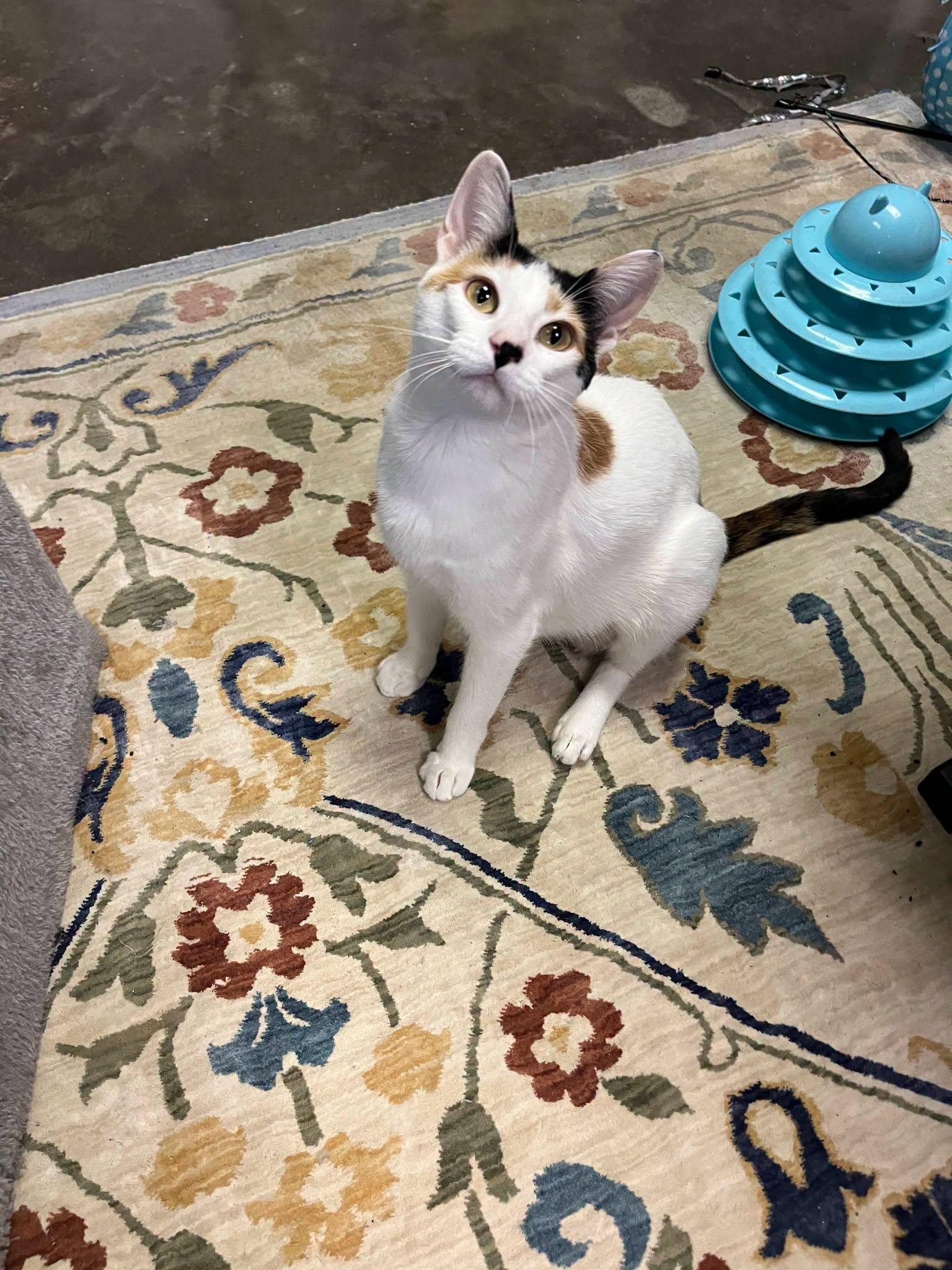 Enlarge Faya, a Adoptable Calico in Leavenworth, KS image 2/2