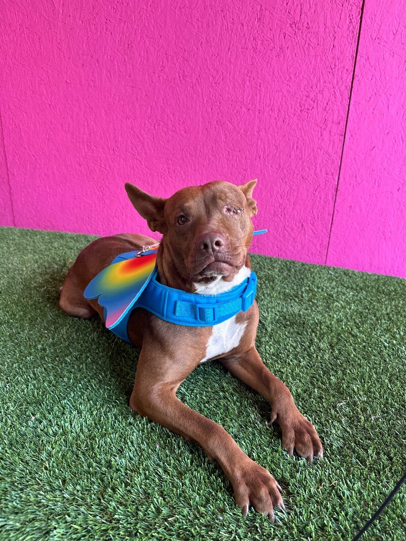 Dog for adoption Sofía, a Chocolate Labrador Retriever & Bull Terrier