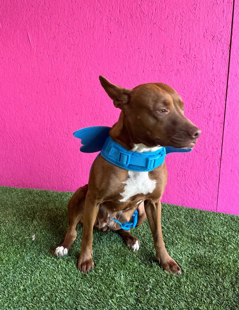 Dog for adoption Sofía, a Chocolate Labrador Retriever & Bull Terrier