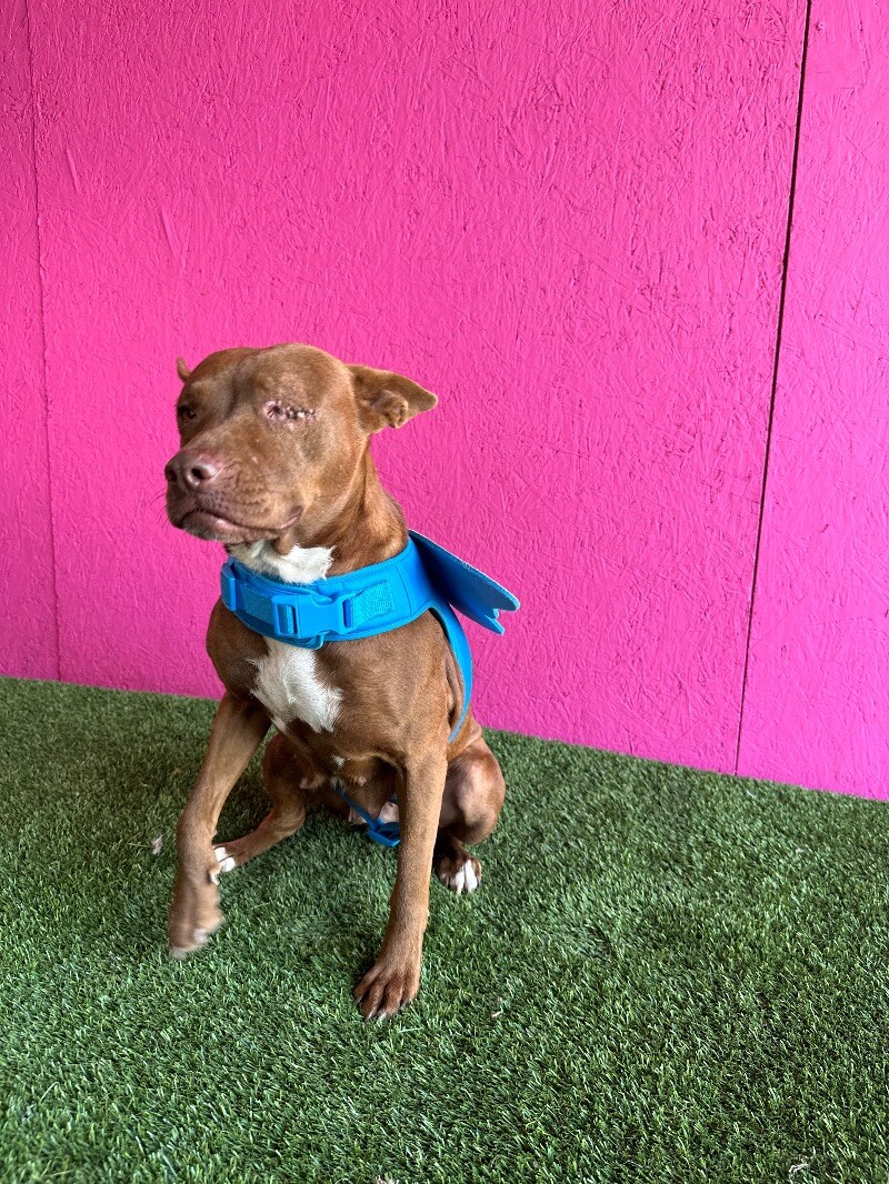 Dog for adoption Sofía, a Chocolate Labrador Retriever & Bull Terrier