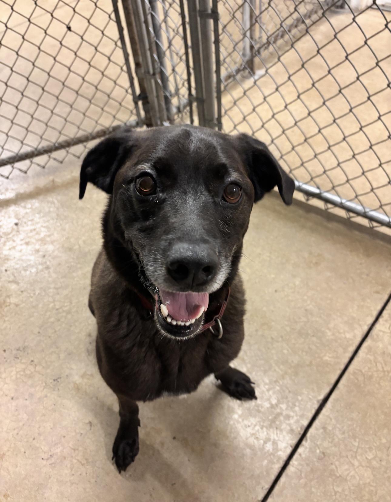 Bernie, Adoptable, Adult Male Rottweiler & Black Labrador Retriever.